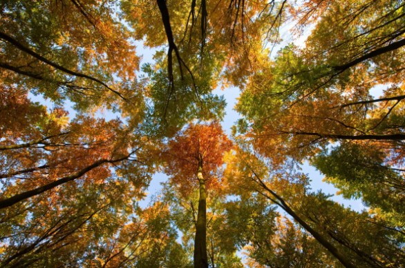 Torna l'autunno, una poesia di Pablo Neruda